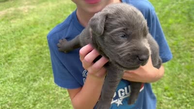 Bella, a female Labrador Retriever for sale in Georgetown, SC – 5 of 5