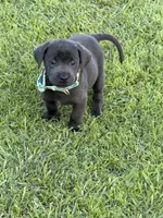 Jack, a male Labrador Retriever for sale in Georgetown, SC – 2 of 5
