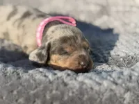 Daisy, a female Miniature Dachshund for sale in Georgetown, SC – 1 of 10