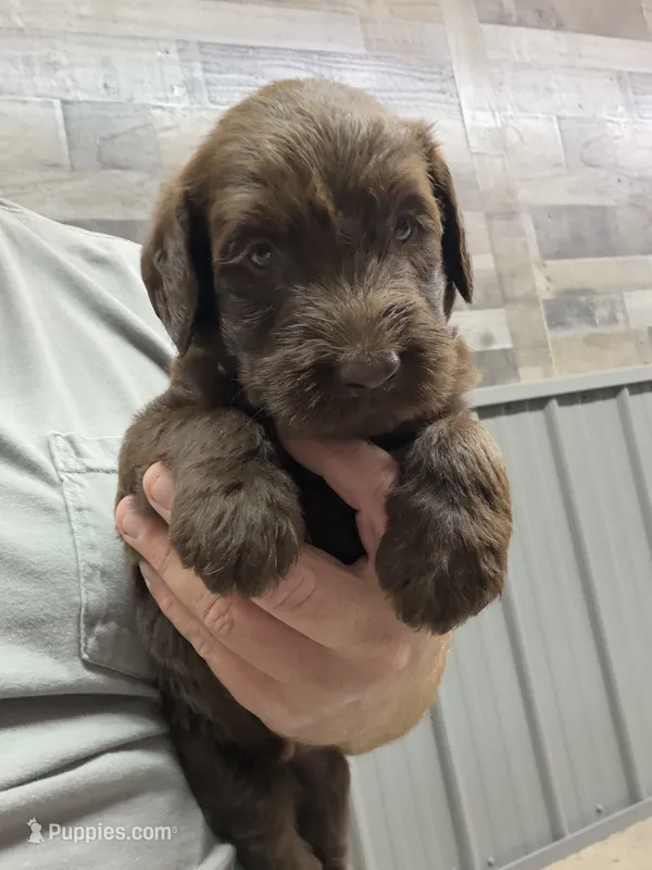Copper – Labradoodle puppy for sale in Georgetown, SC