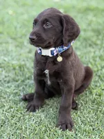 Harper, a female Labradoodle for sale in Georgetown, SC – 2 of 4