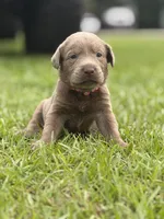 Willy, a male Labrador Retriever for sale in Georgetown, SC – 2 of 2