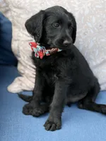 Pepper, a female Labradoodle for sale in Georgetown, SC – 1 of 3