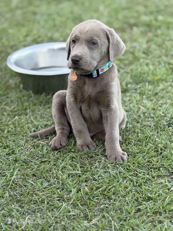 Waylon – Labrador Retriever puppy for sale in Georgetown, SC