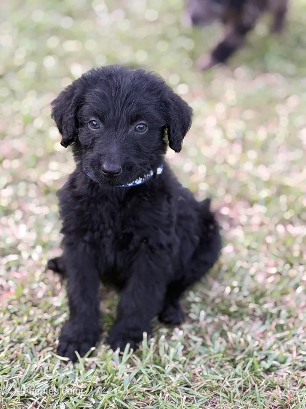 Leo – Labradoodle puppy for sale in Georgetown, SC