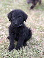 Leo, a male Labradoodle for sale in Georgetown, SC – 1 of 3