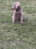 Willow, a female Labrador Retriever for sale in Georgetown, SC – 2 of 2