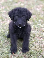 Leo, a male Labradoodle for sale in Georgetown, SC – 2 of 3