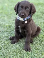 Harper, a female Labradoodle for sale in Georgetown, SC – 3 of 4