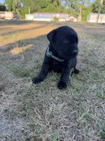 Coal, a male Labrador Retriever for sale in Georgetown, SC – Photo 5 of 5