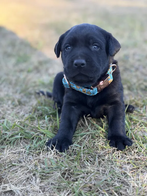 Coal – Labrador Retriever puppy for sale in Georgetown, SC