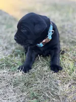 Coal, a male Labrador Retriever for sale in Georgetown, SC – Photo 2 of 5