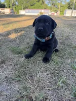 Coal, a male Labrador Retriever for sale in Georgetown, SC – Photo 4 of 5