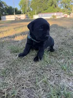 Coal, a male Labrador Retriever for sale in Georgetown, SC – Photo 3 of 5