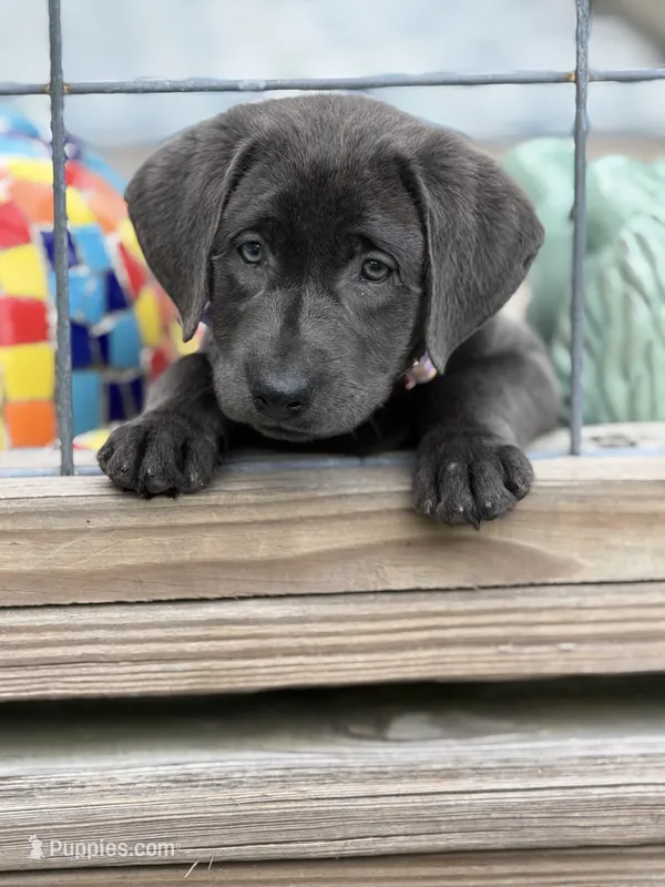 Brooks – Labrador Retriever puppy for sale in Georgetown, SC