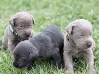 Willow, a female Labrador Retriever for sale in Georgetown, SC – 3 of 3