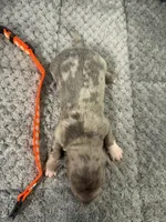 Teagan, a male Miniature Dachshund for sale in Georgetown, SC – 6 of 6