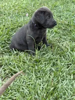 Brooks, a female Labrador Retriever for sale in Georgetown, SC – 5 of 7