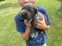 Bella, a female Labrador Retriever for sale in Georgetown, SC – 3 of 5
