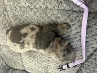 Petunia, a female Miniature Dachshund for sale in Georgetown, SC – 4 of 5