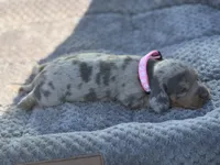 Daisy, a female Miniature Dachshund for sale in Georgetown, SC – 2 of 10