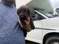 Copper, a male Labradoodle for sale in Georgetown, SC – 4 of 4