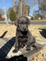 Kodiak, a male Labrador Retriever for sale in Georgetown, SC – Photo 4 of 5