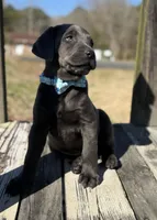 Kodiak, a male Labrador Retriever for sale in Georgetown, SC – Photo 2 of 5