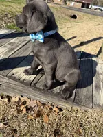 Kodiak, a male Labrador Retriever for sale in Georgetown, SC – Photo 5 of 5