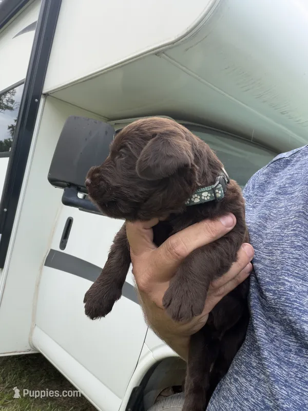 Copper – Labradoodle puppy for sale in Georgetown, SC