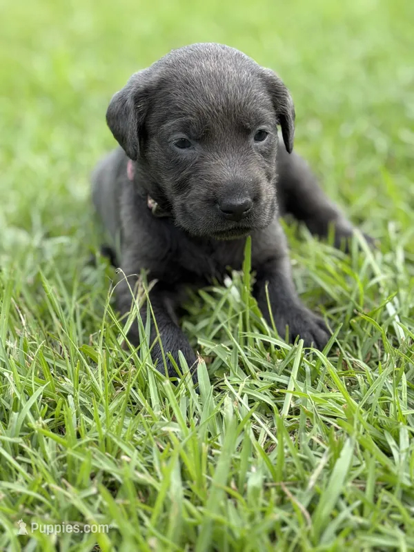 Bella – Labrador Retriever puppy for sale in Georgetown, SC