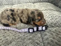 Camilla, a female Miniature Dachshund for sale in Georgetown, SC – 3 of 8