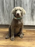 Waylon, a male Labrador Retriever for sale in Georgetown, SC – 3 of 6