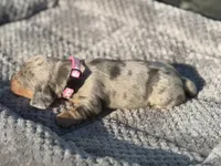 Daisy, a female Miniature Dachshund for sale in Georgetown, SC – 6 of 10
