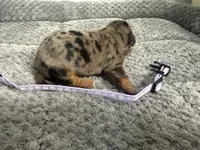 Camilla, a female Miniature Dachshund for sale in Georgetown, SC – 4 of 8