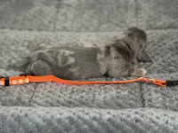Teagan, a male Miniature Dachshund for sale in Georgetown, SC – 2 of 6