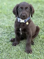 Harper, a female Labradoodle for sale in Georgetown, SC – 4 of 4