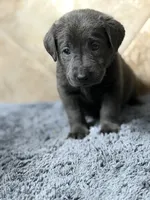 Brooks, a female Labrador Retriever for sale in Georgetown, SC – 6 of 7