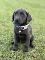Bella, a female Labrador Retriever for sale in Georgetown, SC – 1 of 5