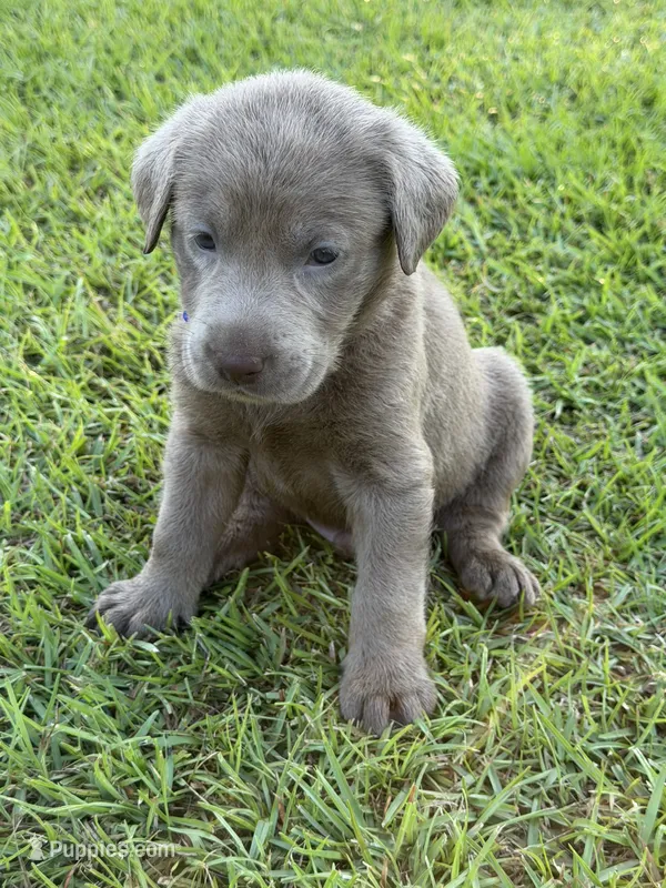 Benny – Labrador Retriever puppy for sale in Georgetown, SC