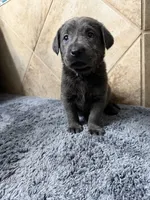 Brooks, a female Labrador Retriever for sale in Georgetown, SC – 2 of 7