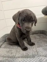 Oliver, a male Labrador Retriever for sale in Georgetown, SC – Photo 3 of 5