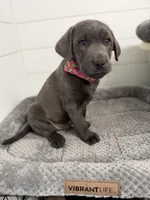 Oliver, a male Labrador Retriever for sale in Georgetown, SC – Photo 2 of 5