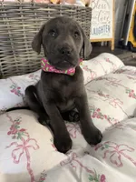 Oliver, a male Labrador Retriever for sale in Georgetown, SC – Photo 5 of 5