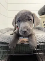 Oliver, a male Labrador Retriever for sale in Georgetown, SC – Photo 1 of 5