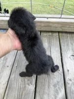Maisy, a female Labradoodle for sale in Georgetown, SC – 3 of 3