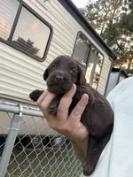 Harper, a female Labradoodle for sale in Georgetown, SC – 4 of 6