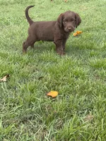 Harvey, a male Labradoodle for sale in Georgetown, SC – 4 of 4