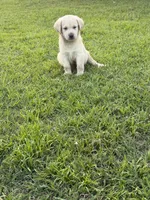Rivers, a male Labrador Retriever for sale in Georgetown, SC – 4 of 4