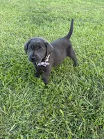 Brooks, a female Labrador Retriever for sale in Georgetown, SC – 7 of 7